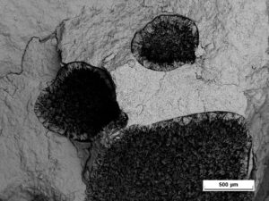 23315-02 2-100x-20kV BSE
